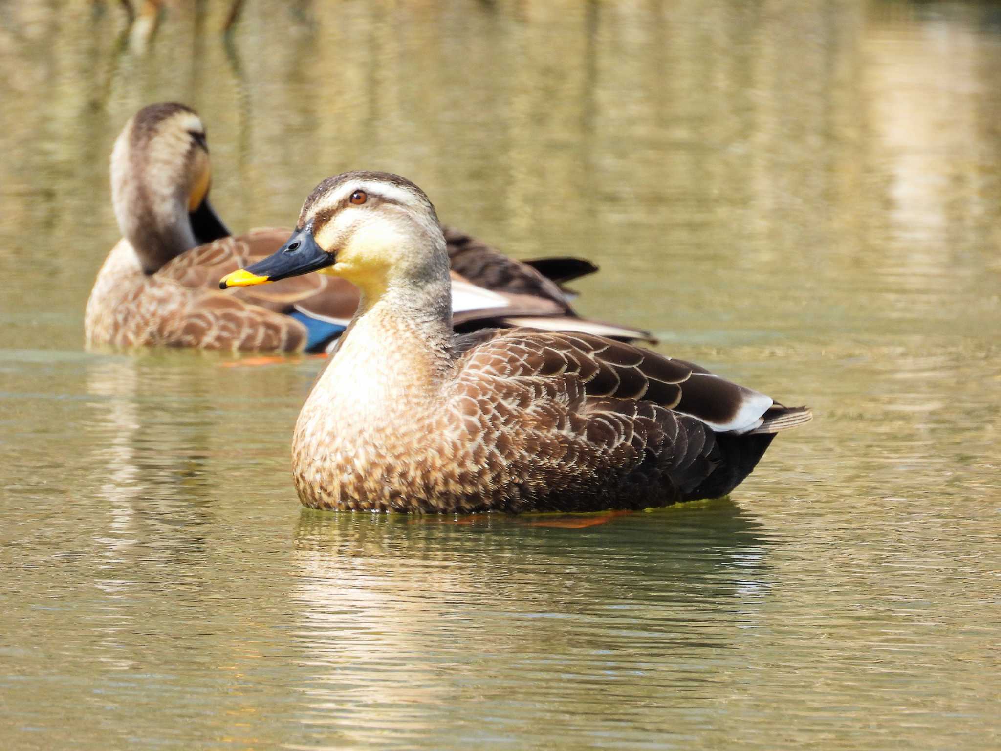 Eastern Spot-billed Duck