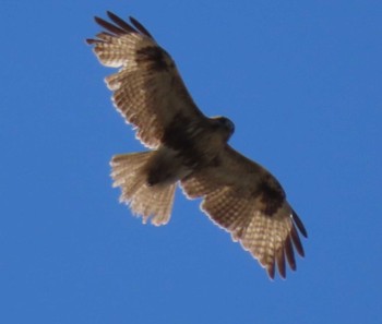 Eastern Buzzard Hibiya Park Sat, 3/9/2024