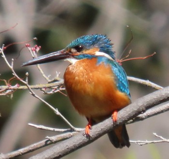 Common Kingfisher Hibiya Park Sat, 3/9/2024