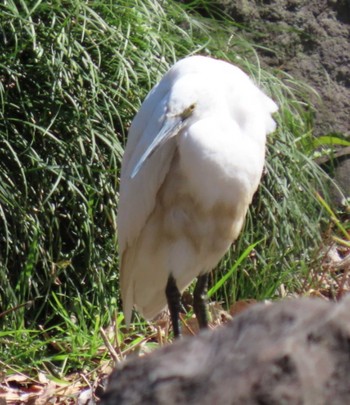 Little Egret Hibiya Park Sat, 3/9/2024