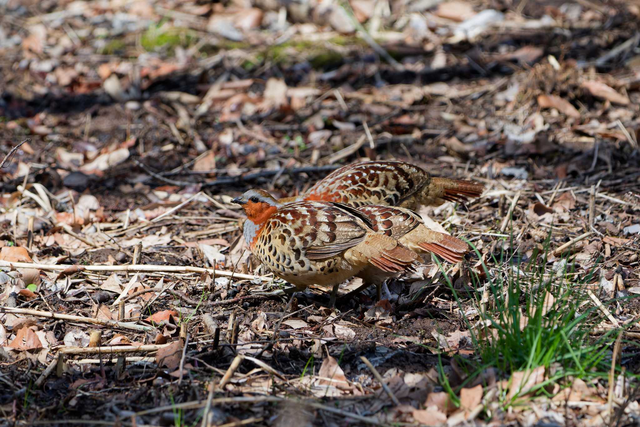 Chinese Bamboo Partridge