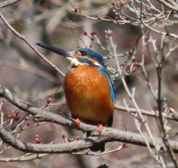 カワセミ 日比谷公園 2024年3月9日(土)