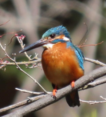 Common Kingfisher Hibiya Park Sat, 3/9/2024
