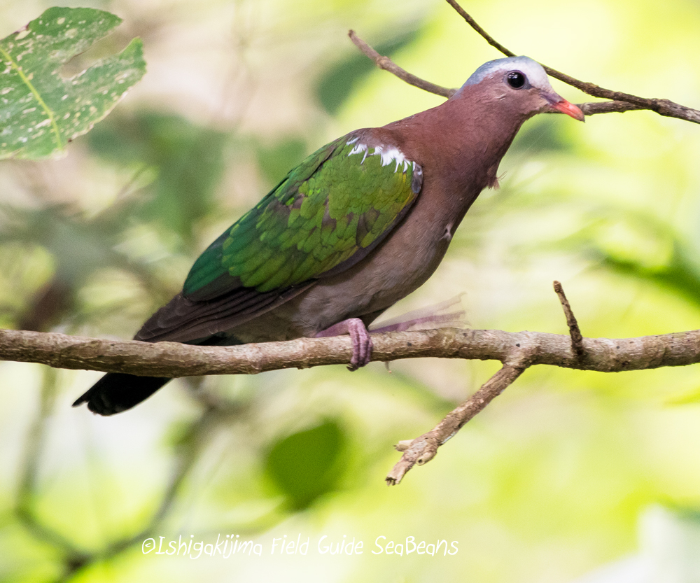 Common Emerald Dove