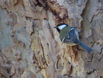 Japanese Tit Hibiya Park Sat, 3/9/2024