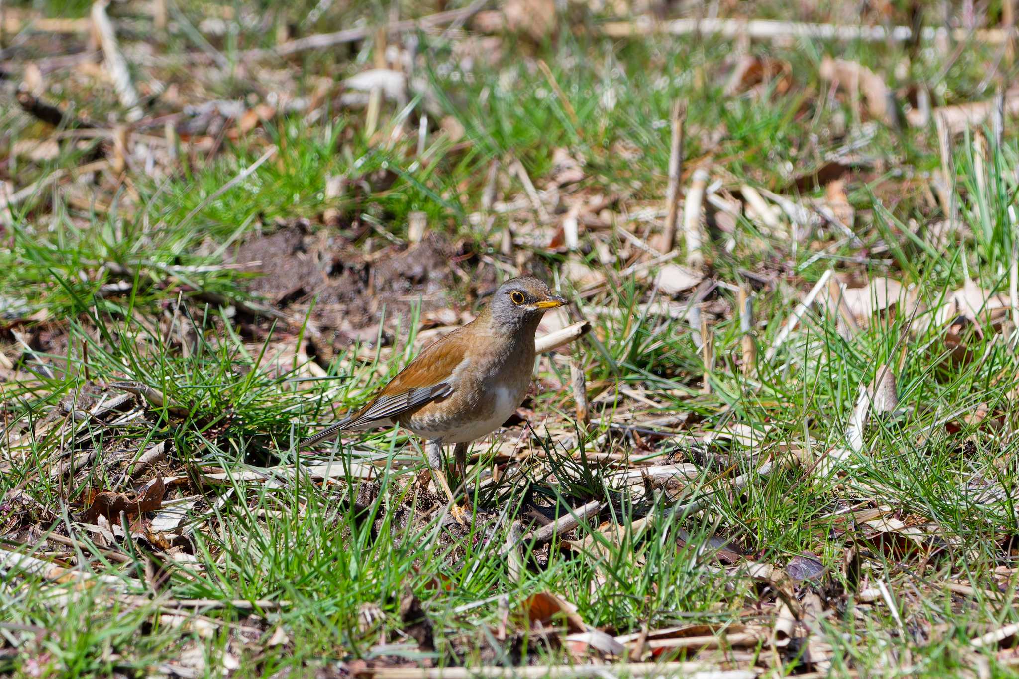 Photo of Pale Thrush at Maioka Park by ばくさん