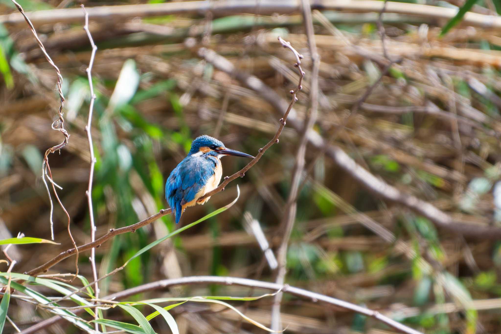 Common Kingfisher