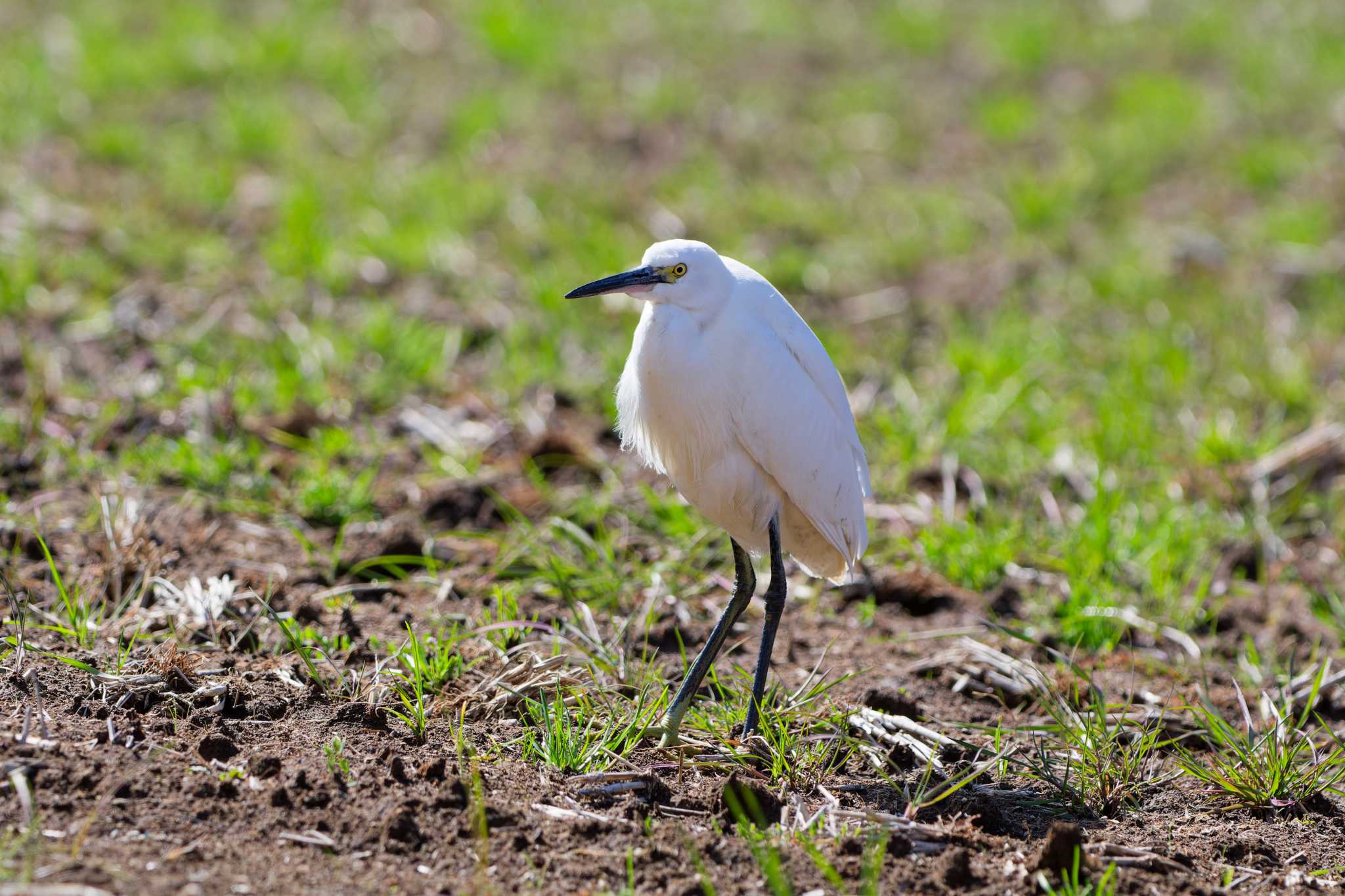 Photo of Little Egret at Maioka Park by ばくさん