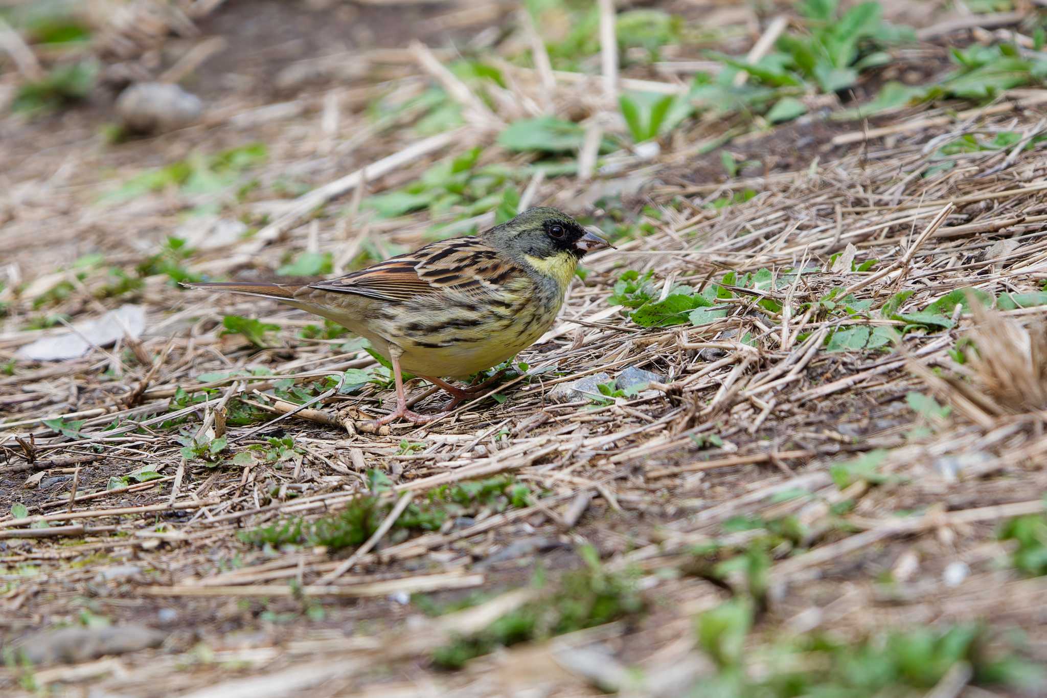 Photo of Masked Bunting at Maioka Park by ばくさん