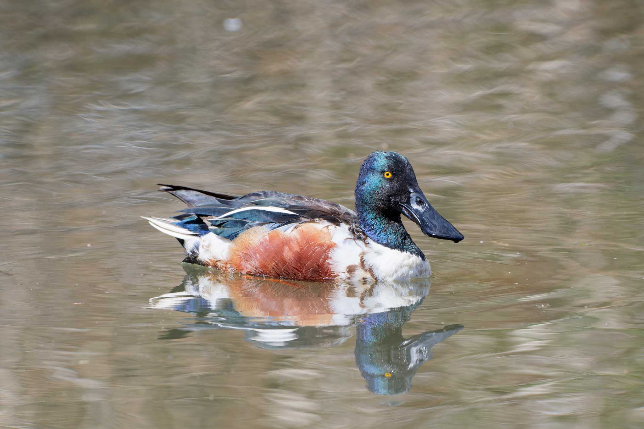 舞岡公園 ハシビロガモの写真 by ばくさん