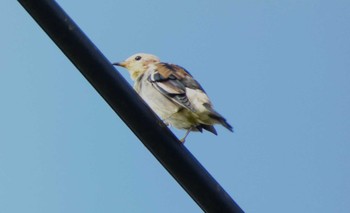 2023年10月1日(日) 裾野の野鳥観察記録