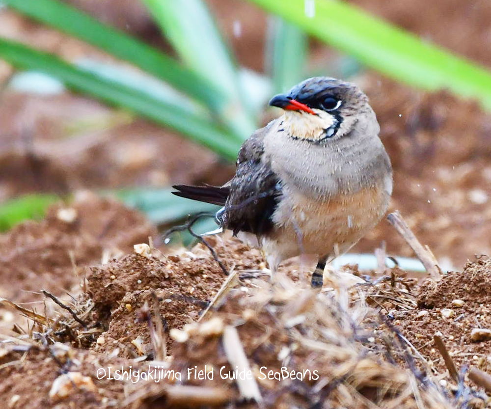 Photo of Oriental Pratincole at Ishigaki Island by 石垣島バードウオッチングガイドSeaBeans