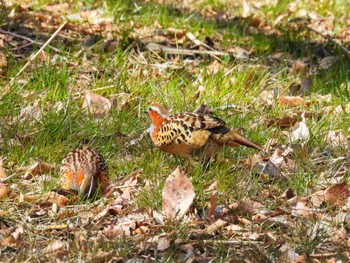 Sat, 3/9/2024 Birding report at Maioka Park