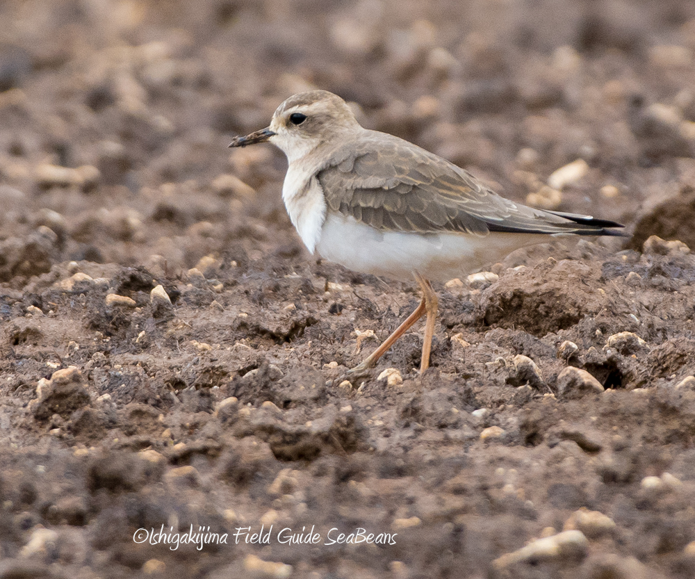 Oriental Plover