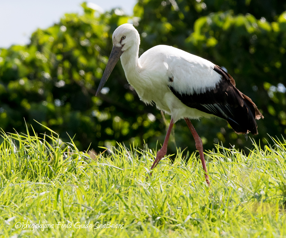 Photo of Oriental Stork at Ishigaki Island by 石垣島バードウオッチングガイドSeaBeans