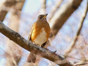 アカハラ 芦ノ湖 2024年3月9日(土)