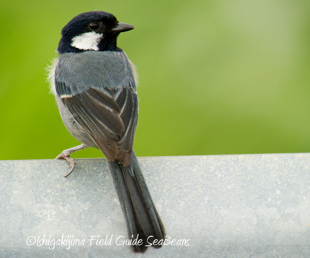 Japanese Tit(nigriloris)