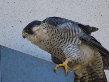 2024年3月9日(土) 多摩川の野鳥観察記録