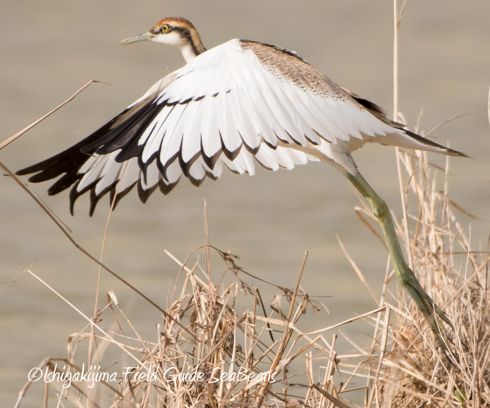 Pheasant-tailed Jacana