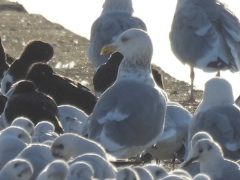 Vega Gull Sambanze Tideland Mon, 3/4/2024