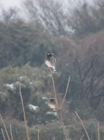 White-cheeked Starling 神奈川県横浜市 Fri, 3/8/2024