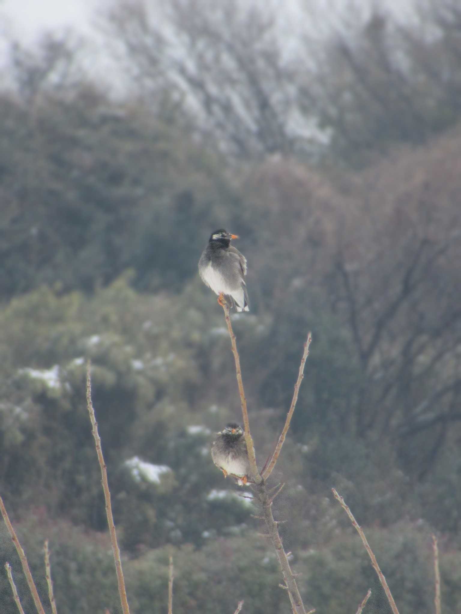 White-cheeked Starling