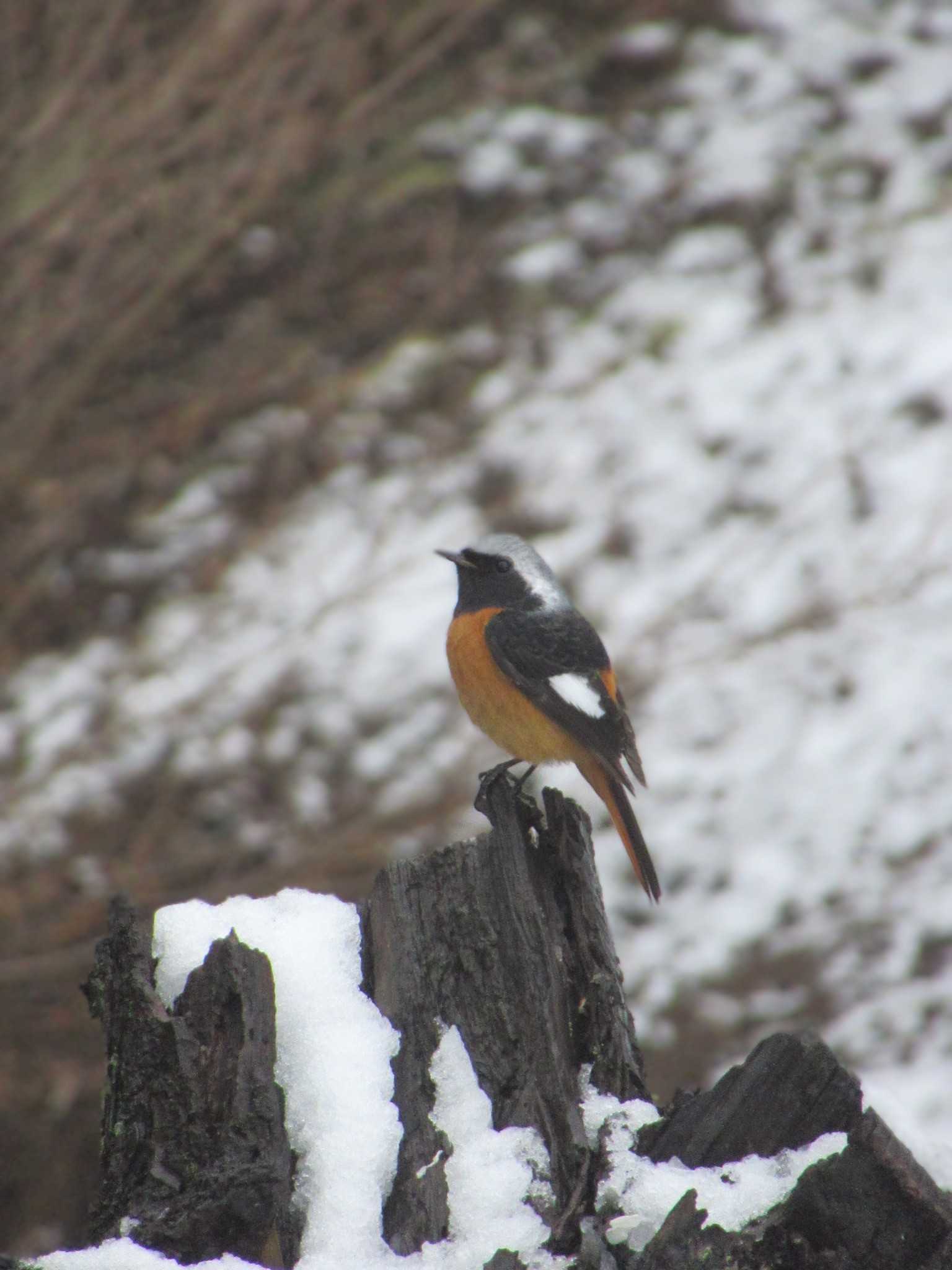 Daurian Redstart