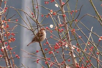 Eurasian Tree Sparrow 釜の淵公園 Fri, 3/8/2024