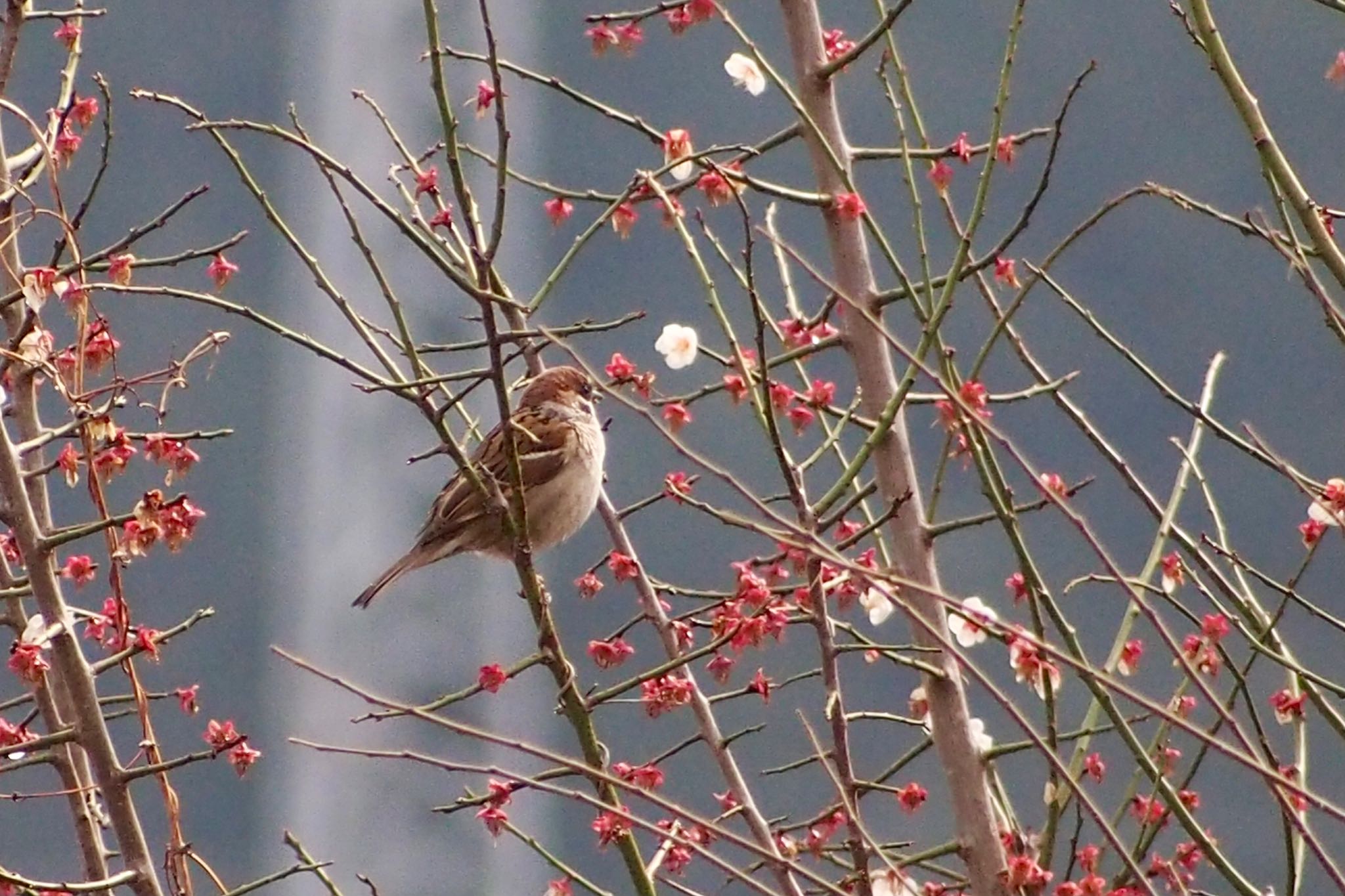 Photo of Eurasian Tree Sparrow at 釜の淵公園 by すまるのたま