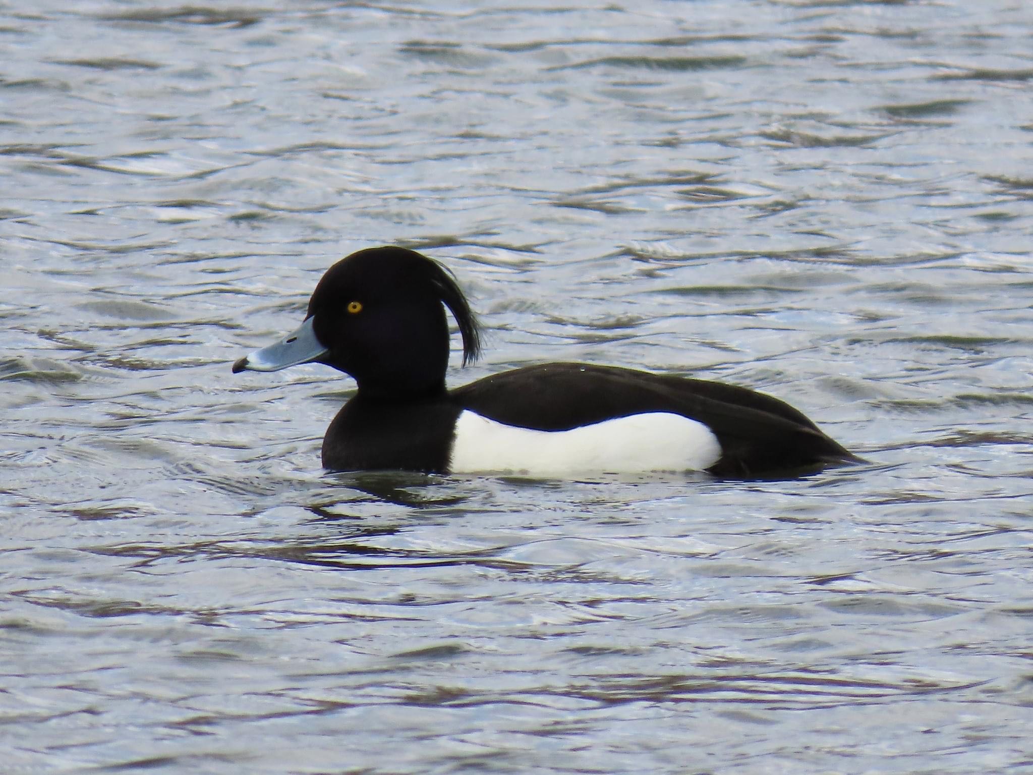 Photo of Tufted Duck at 淀川河川公園 by えりにゃん店長