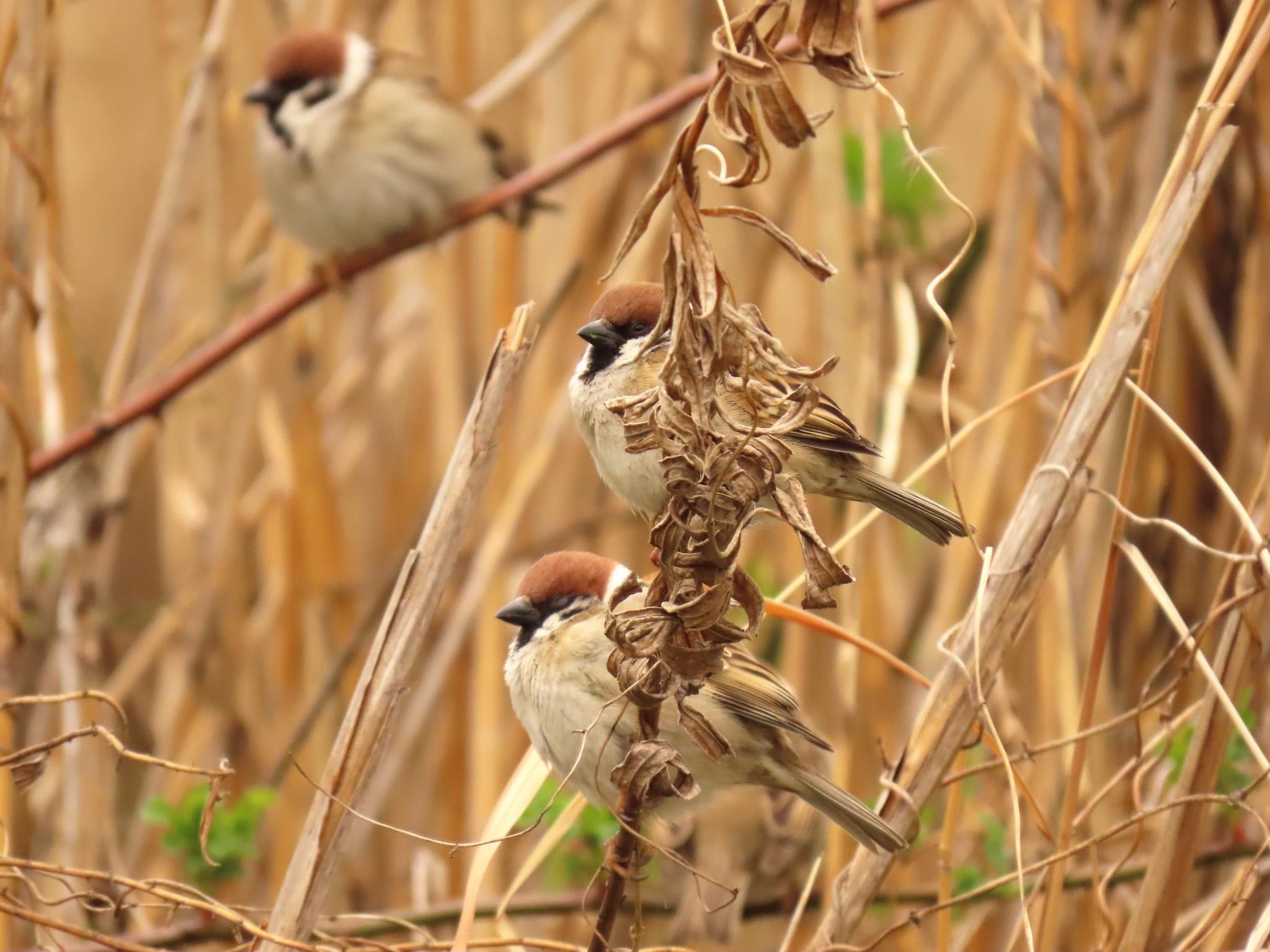 Photo of Eurasian Tree Sparrow at 淀川河川公園 by えりにゃん店長