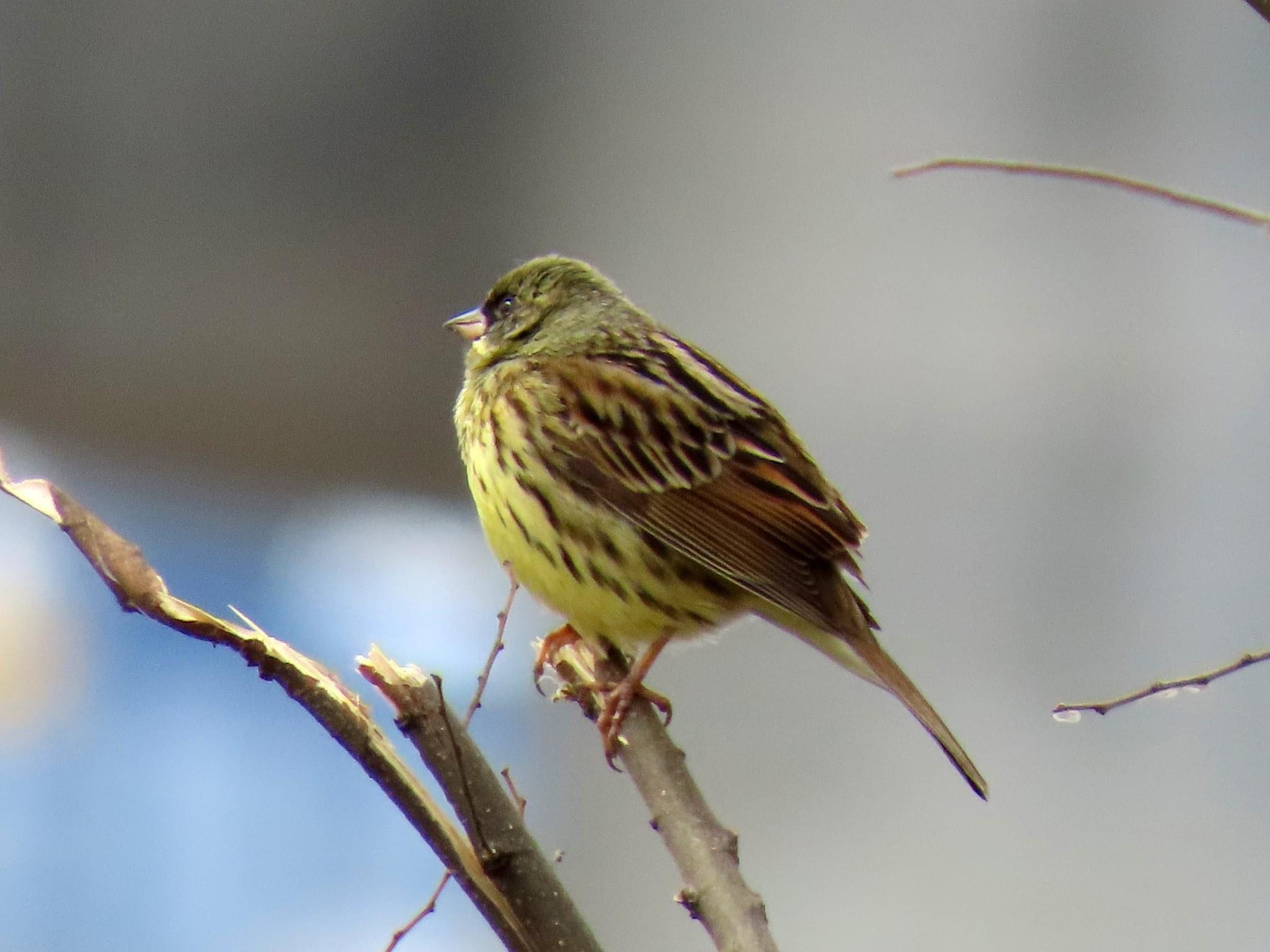 Masked Bunting