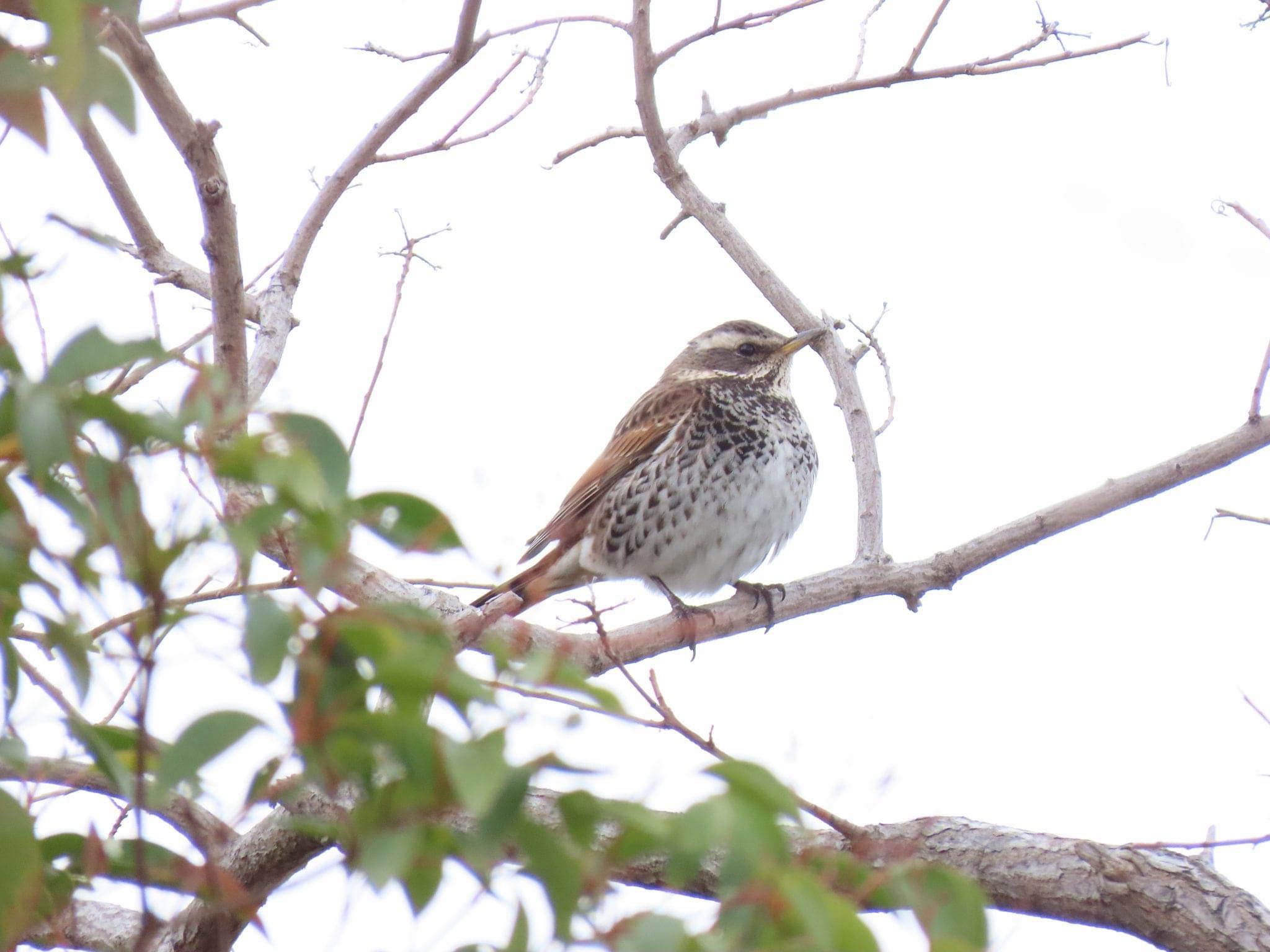 Photo of Dusky Thrush at 淀川河川公園 by えりにゃん店長