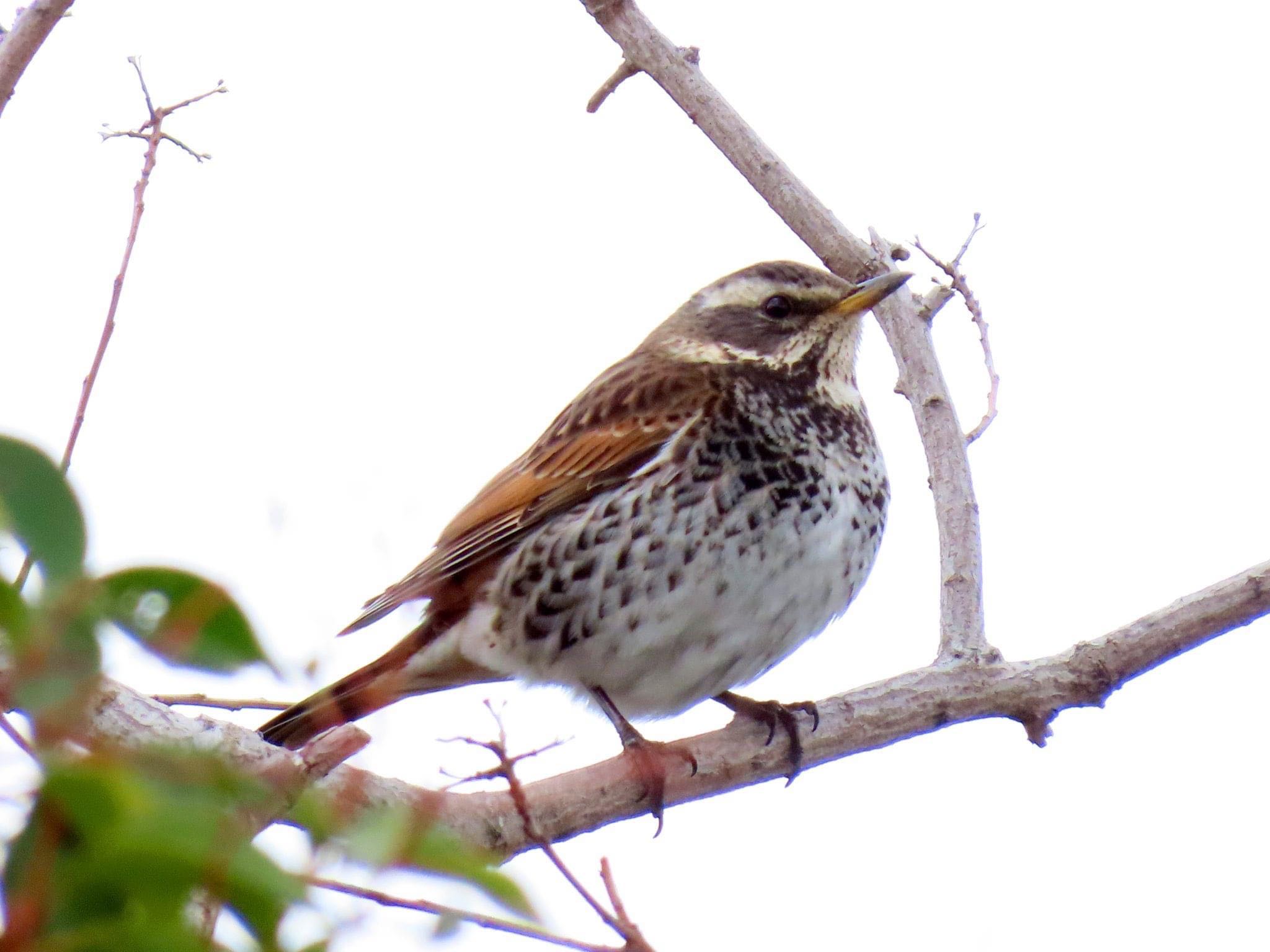 Photo of Dusky Thrush at 淀川河川公園 by えりにゃん店長