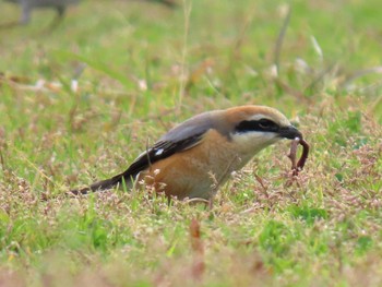 2024年3月9日(土) 淀川河川公園の野鳥観察記録