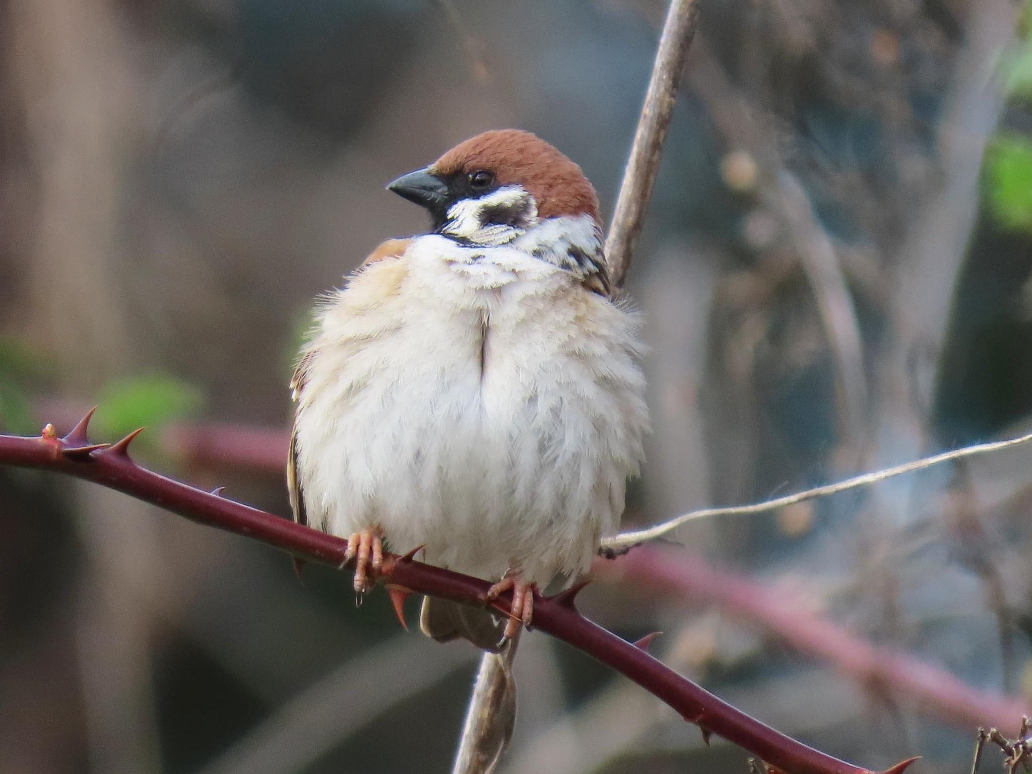 Eurasian Tree Sparrow