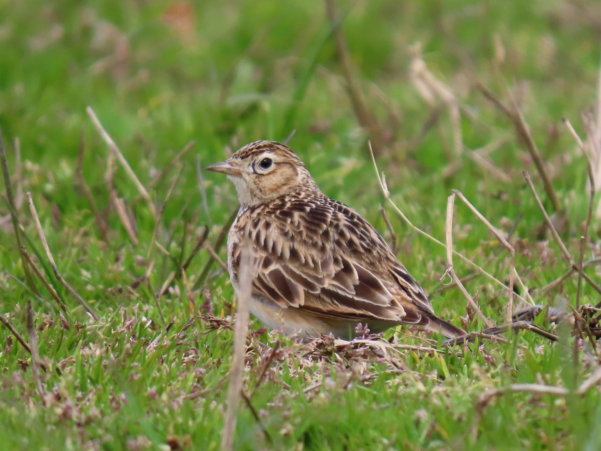 Eurasian Skylark