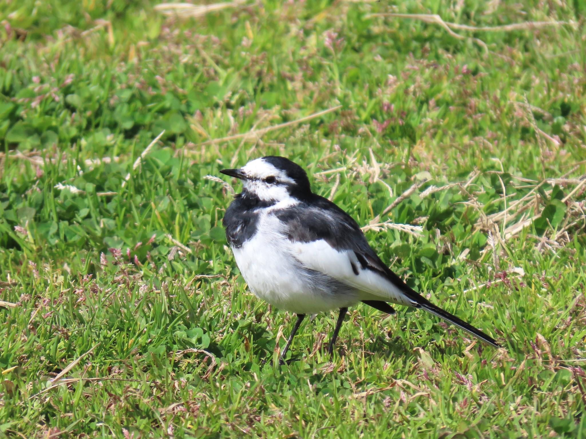 White Wagtail