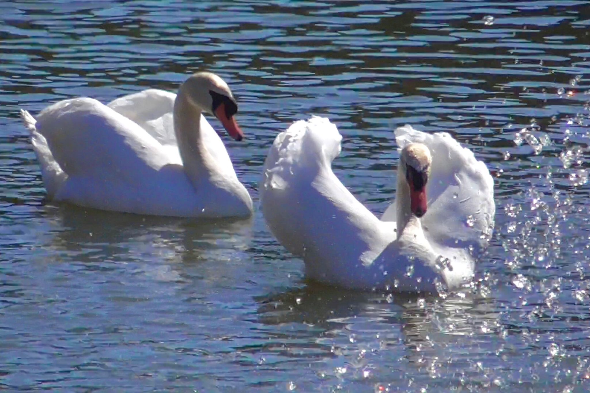 Mute Swan