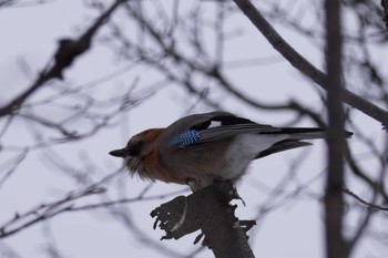 Eurasian Jay(brandtii) Makomanai Park Sun, 1/21/2024