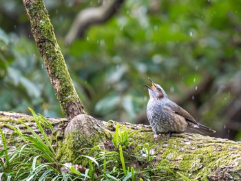 Brown-eared Bulbul 西宮市 廣田神社 Sat, 3/9/2024