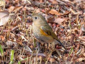 Red-flanked Bluetail 西宮市 廣田神社 Sat, 3/9/2024