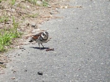 Dusky Thrush 淀川河川敷 Sun, 3/3/2024