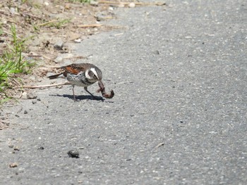 Dusky Thrush 淀川河川敷 Sun, 3/3/2024