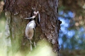 Long-tailed Tit 近所の公園 Fri, 3/1/2024