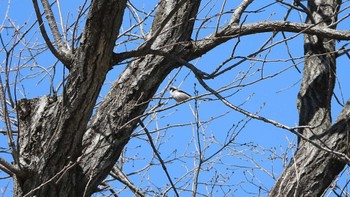 Sat, 3/9/2024 Birding report at 等々力緑地