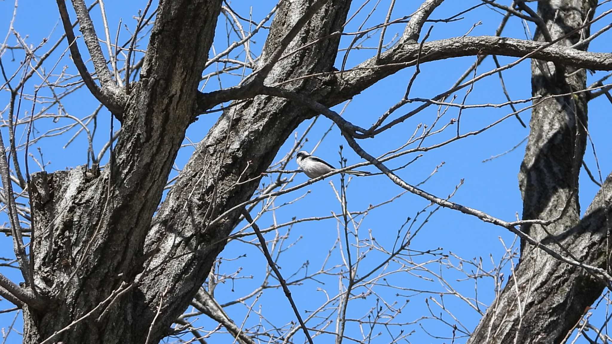 Long-tailed Tit