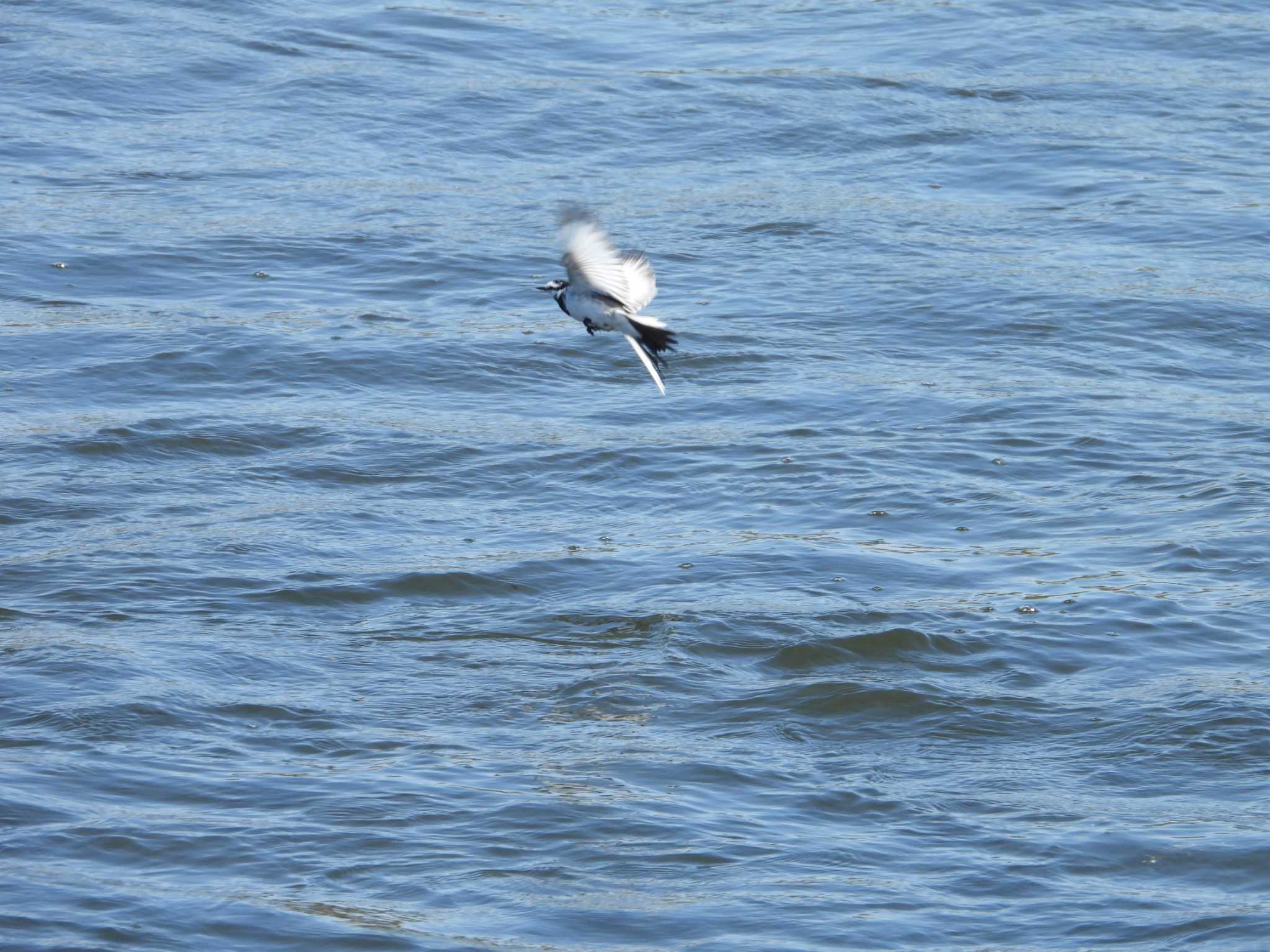 White Wagtail