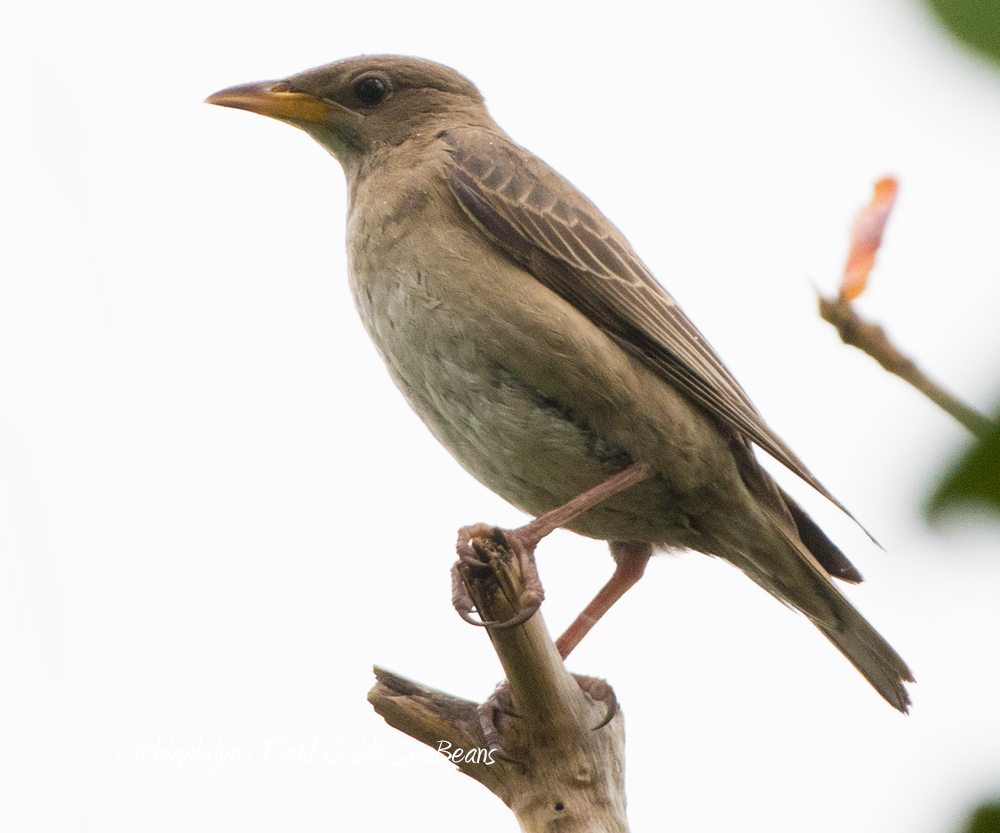 Rosy Starling