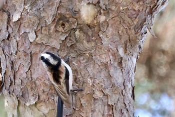 Long-tailed Tit 近所の公園 Fri, 3/1/2024